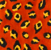 leopard blaze